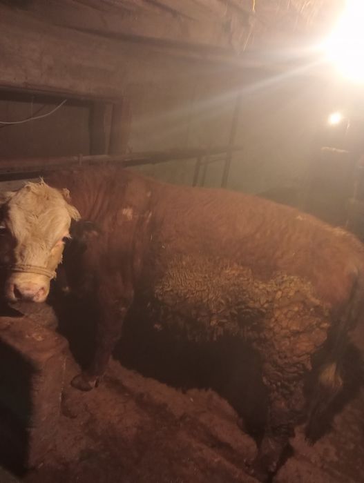 Продаю быка на откорме