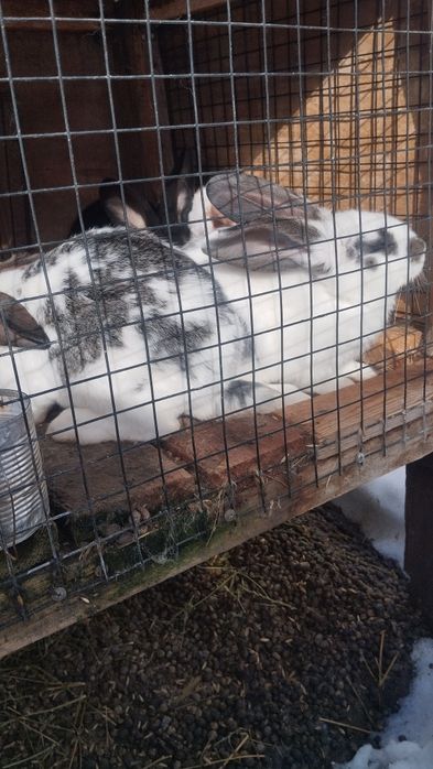 Продаются кролики.