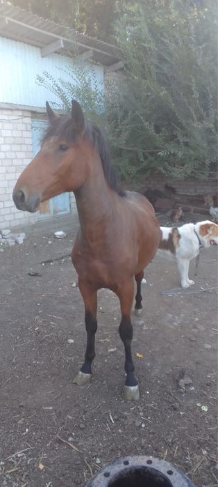 Продам    Лошадь