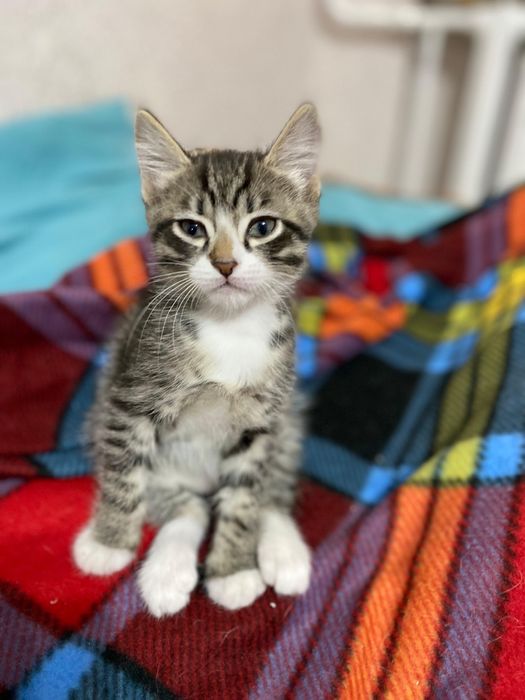 Отдам котят в добрые руки