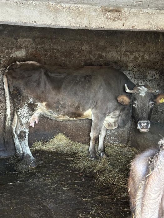 Vând  două vaci tinere