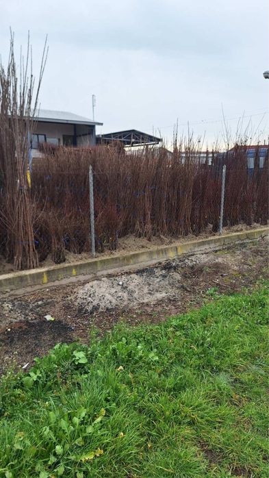 Продавам овощни дръвчета