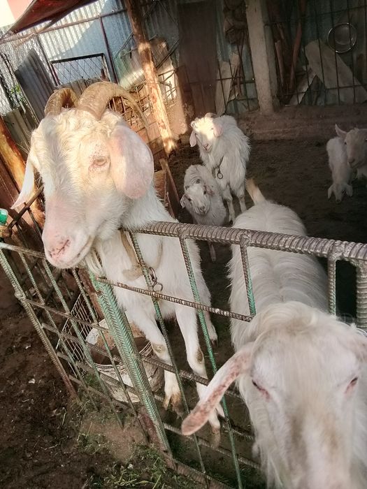 *Козы корова бараны