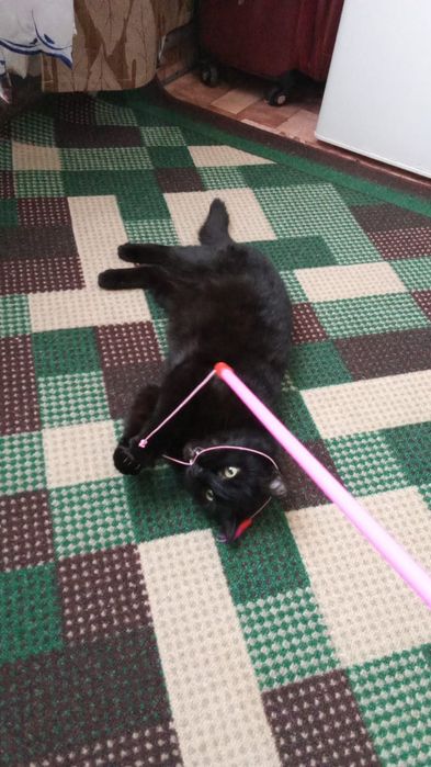 Отдам кошечку в добрые руки