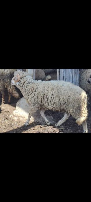 Продавам два овена и един пръч  цена за бр