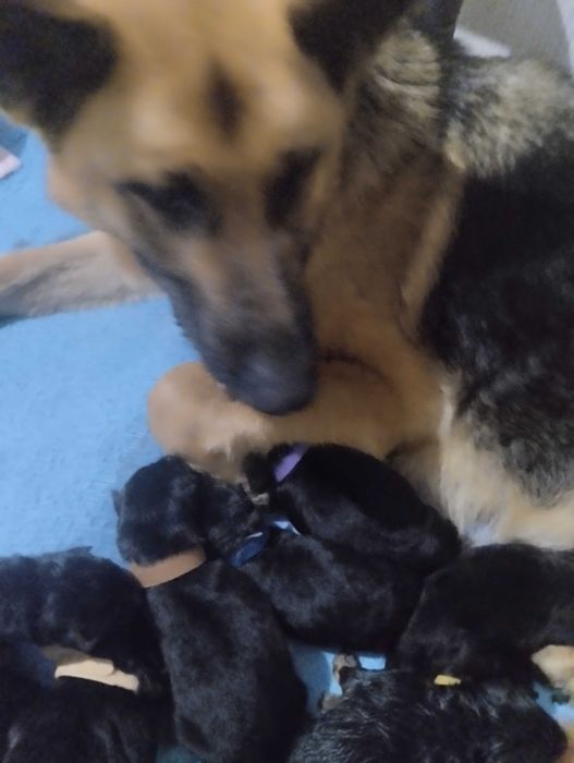 Продажа щенков немецкой овчарки