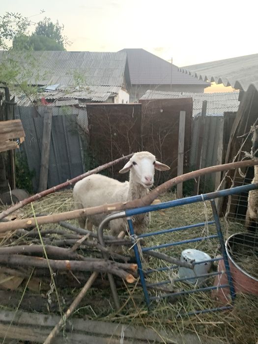 Продам породистых баранов