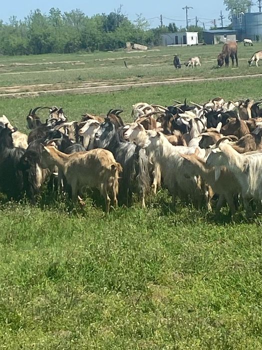 Vând 81 de capre bune de lapte