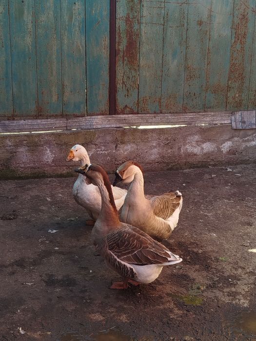 Домашние гуси 3 шт