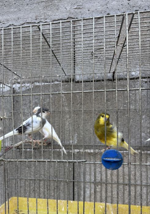 Продавам канари