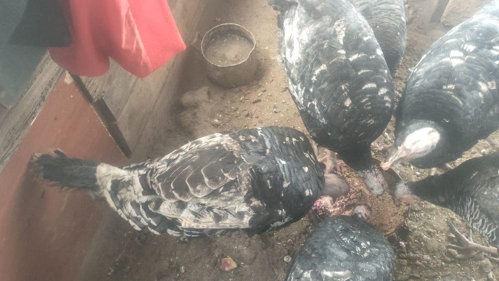 Продам Индюшек для разведения