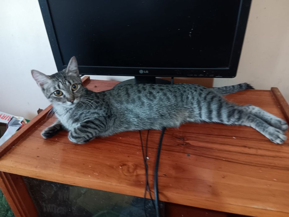 Adoptie pisi valentina