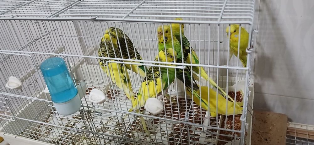 Папугай валнистый