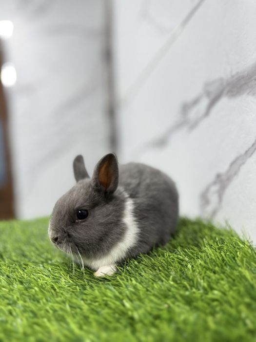 Подарок детям Карлик миниатюрные кролики