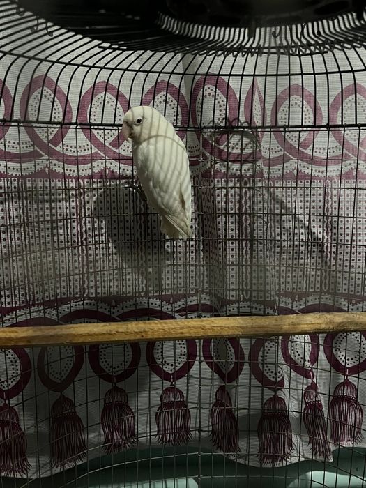 Продаються попугай порода неразлучники