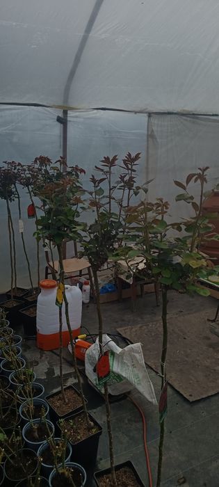 Vând laur englezesc 70-90 cm., trandafiri copac, pomii fructiferi etc., telefon 07539696477