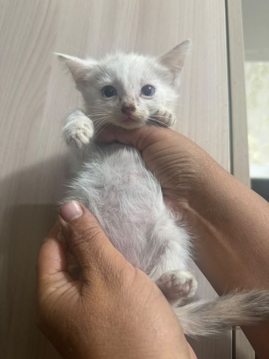 Отдам котят девочки