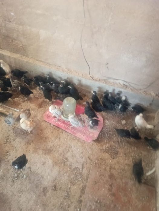 Тауыктар сатылады