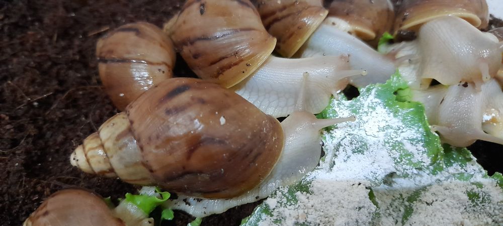 Улитки ахатины иммакулята