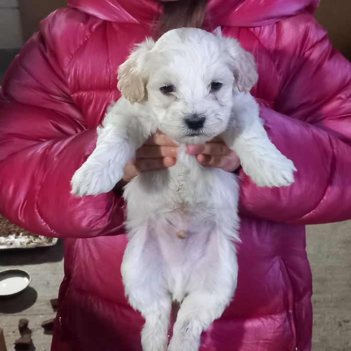 Bichoni Maltezi 1 luna si jumatate