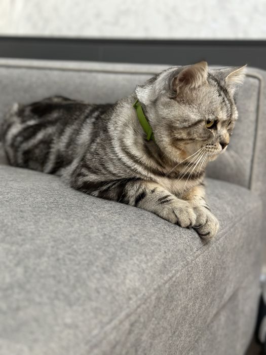 Британский страйт!!