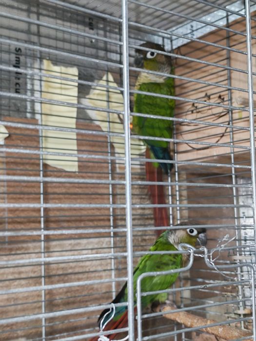 Pereche adulta Conure (Pyrrhura Molinae)