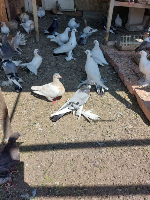 Vind porumbei tineret și maturi