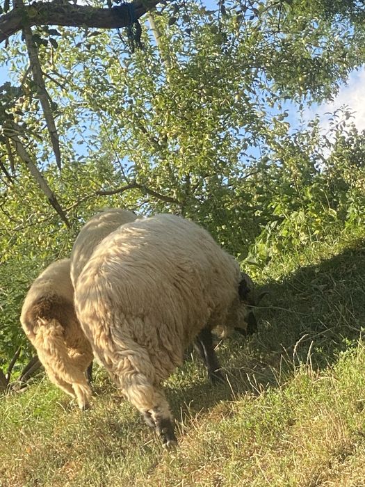 Berbec de vanzare, Bistrita nasaud , Comuna Rebrisoara