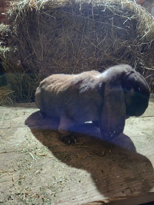 Asi schimba femela berbec german agouti/ femela urias german galben