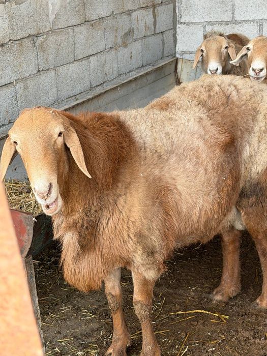 ЕДИЛБАЙ ЗОТДОР кози койлар сотилади оптим 1-кул
