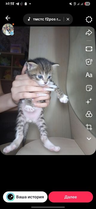 Дарю котят девочка и мальчик