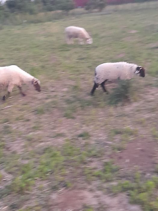 De vanzare o oaie cu miel, la prima fătare