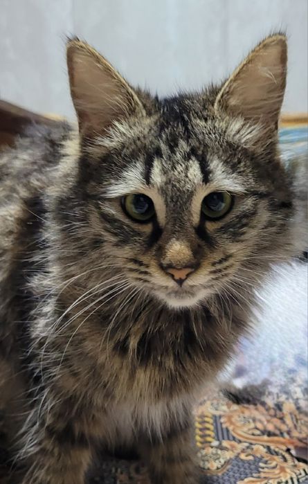 Кошка норвежская лесная кошка