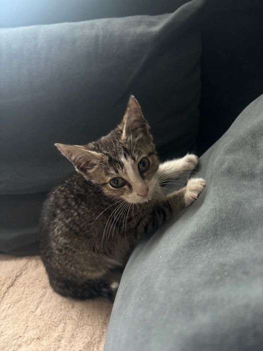 Котенок в хорошие руки