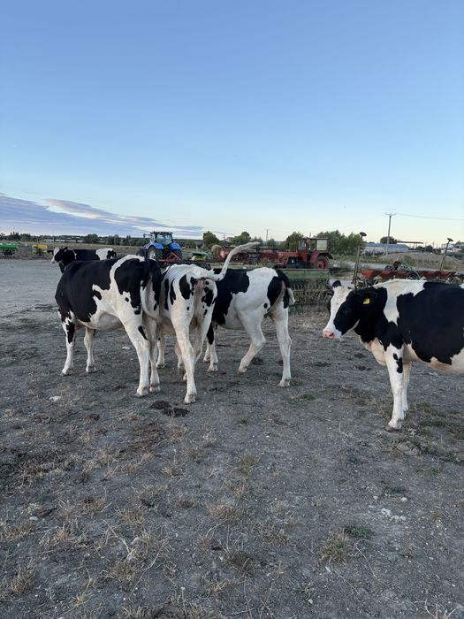 Juninci holstein cu pedigree