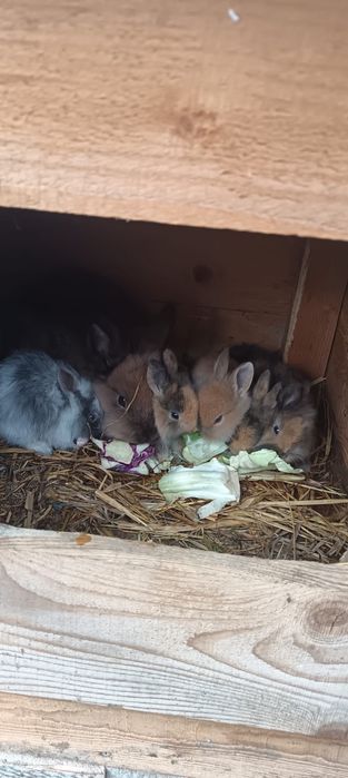 Vand iepuri sau schimb