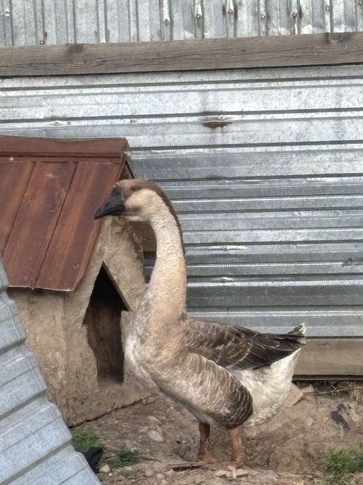 Домашний,большой гусь