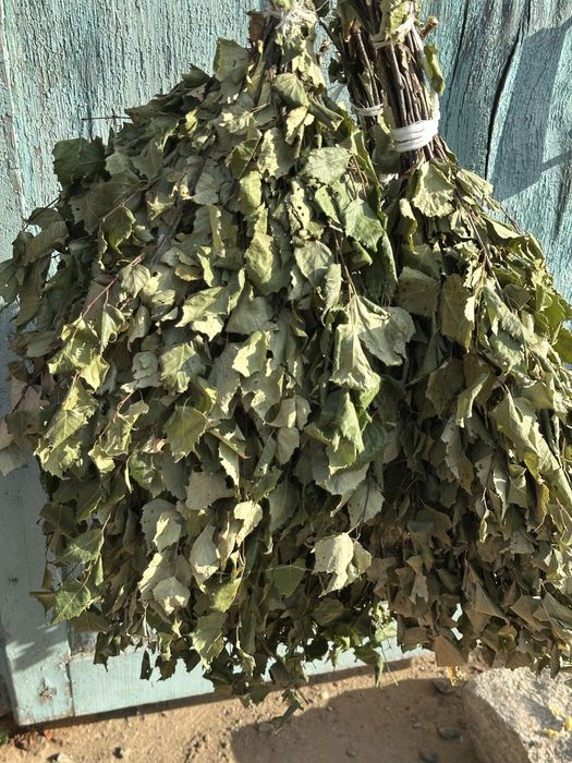 Продам березовые веники