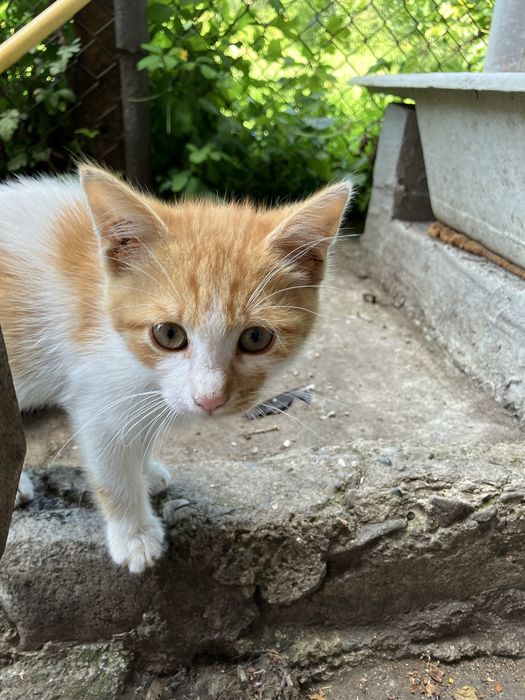Подаряват се котенца