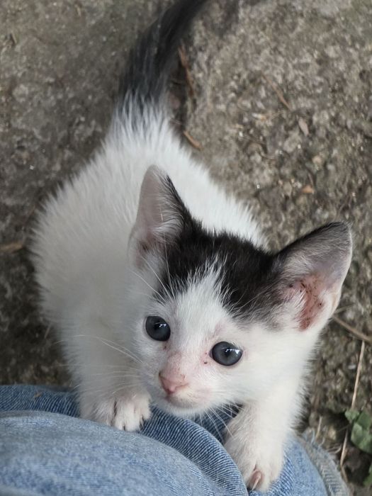 Подарявам! Котенца на 2 месеца
