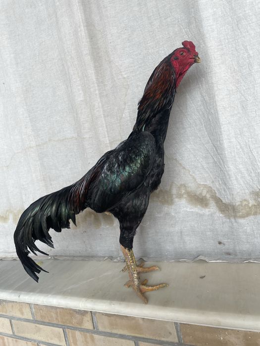 Manbo zot tulak pixchi yul kaltaki zur oʻyini ham bor