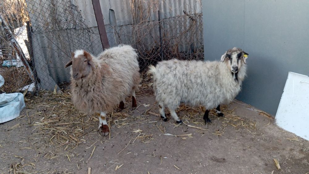 Коза с козленком