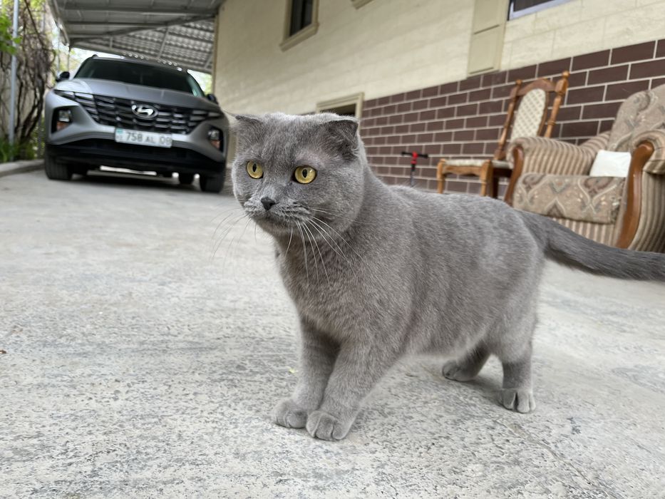 Продается кошка шотладской породы