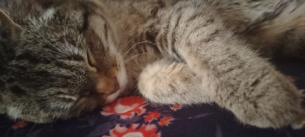 Отдам кошку девочка