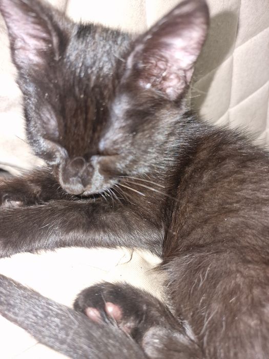 Котята Котята Котята