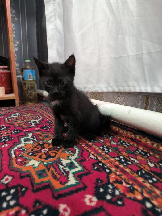 Отдадим котят в хорошие руки