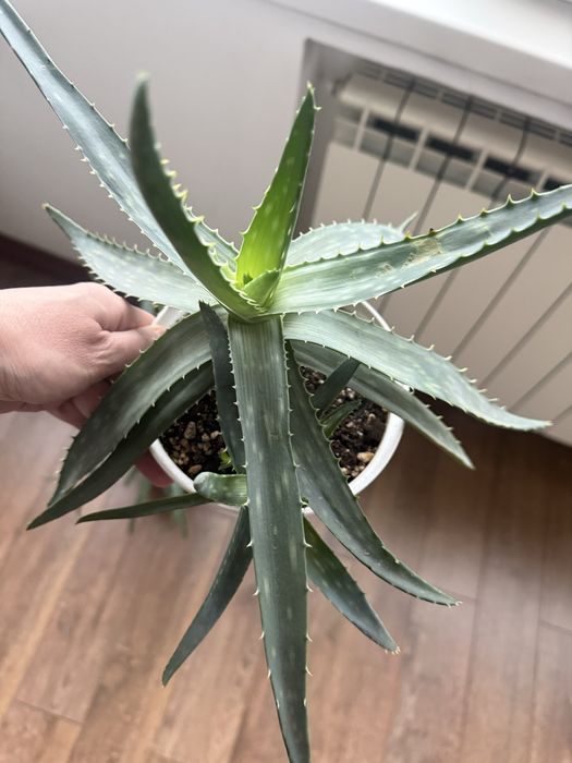 Алоэ разных видов