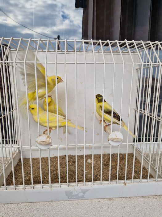 Канари цветни и Орфей