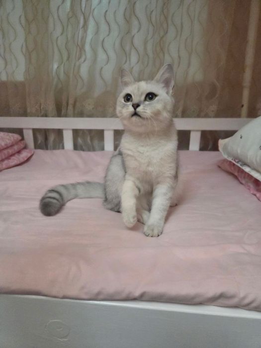 Serebristiy shinshilla qiz