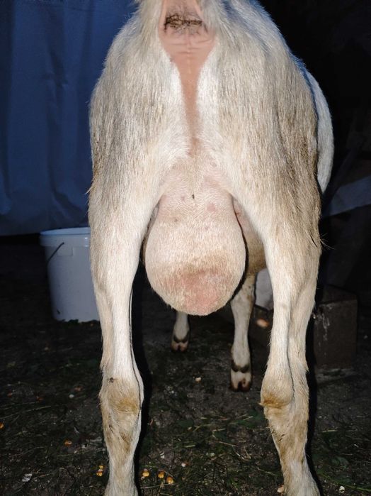 Vând țap sannen